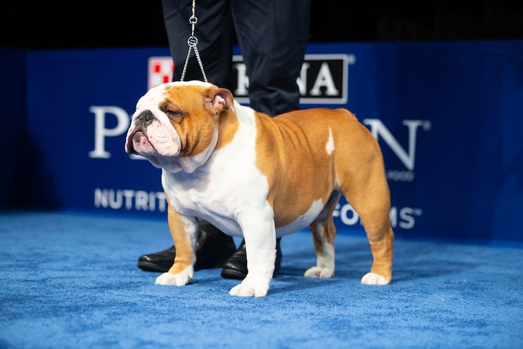 Thor, a bulldog owned by Philly-area native Kara Gordon, won Best in Show at the Kennel Club of Philadelphia's National Dog Show that was televised on Thanksgiving. He is now among the favorites to win the Westminster Kennel Club Dog Show title at Madison Square Garden in New York City.