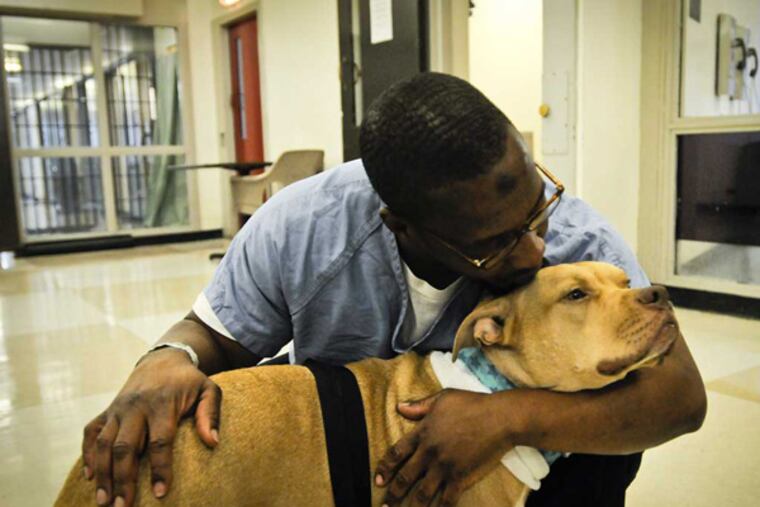 Inmate Joseph Davis asked for a challenging dog. He was given Mike, a feisty tan pit bull who had been returned to the Hunting Park shelter repeatedly for bad behavior, hyperactivity, and aggression over toys. (Ron Tarver / Staff Photographer)
