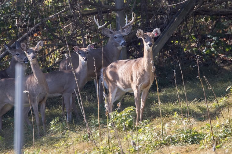 A herd of whitetail deer in Landisburg, Perry County, PA. CHARLES FOX / Staff Photographer