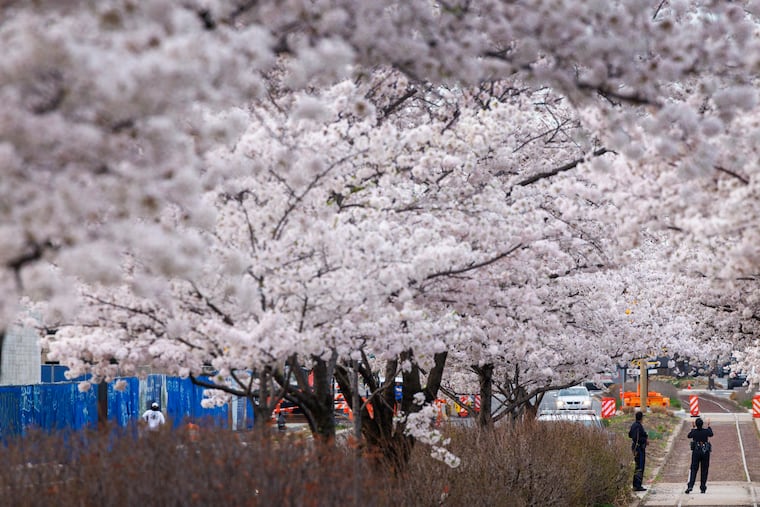 Philadelphia police officers stop to chat by the cherry blossom trees along Delaware Avenue last week. The blossoms evidently are handling the morning chills.