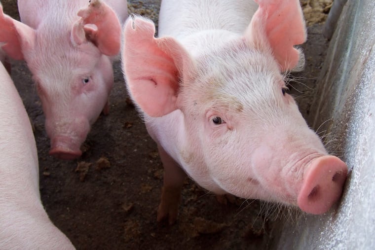 Hog farmers are worried about a U.S. House bill that would nullify landmark laws that set humane standards for raising livestock, punishing those who embraced the practice and rewarding those who didn't, writes Brent Hershey.