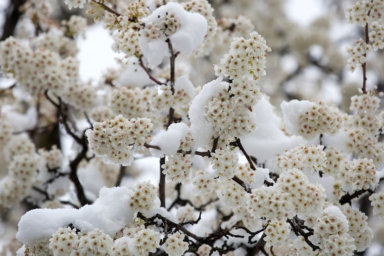 “The intentions were good in terms of trying to provide a preflowering tree, but now that we know better, we should do better,” plant expert Pamela Morris Olshefski said.