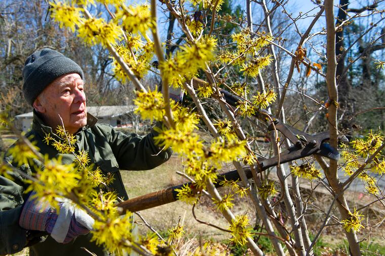 Founder and Director of the Unitarian Universalist Church in Cherry Hill's arboretum, Ken Arnold, 94, of Oaklyn, prunes a witch hazel shrub as he and other church members take part in a spring cleanup March 16.