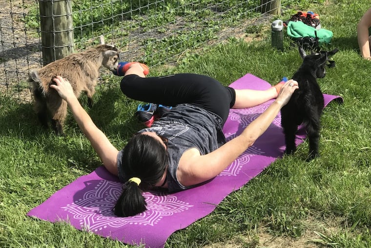 Goat yoga at Mountain Pride Farm in Quakertown, Bucks County. Courtesy Water & Rock Studio