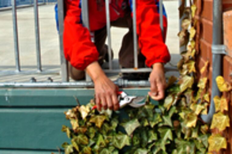 Pamella Hall, head landscaper at Citizens Bank Park, prunes the ivy on growing on the wall near center field. Hall says the pansies in the outfield flower beds will give way to red-and-white petunias.