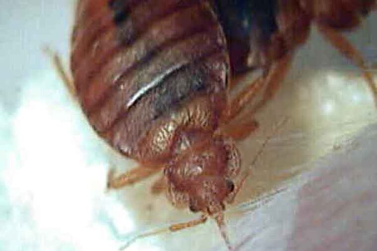 Bed bug feeding close-up