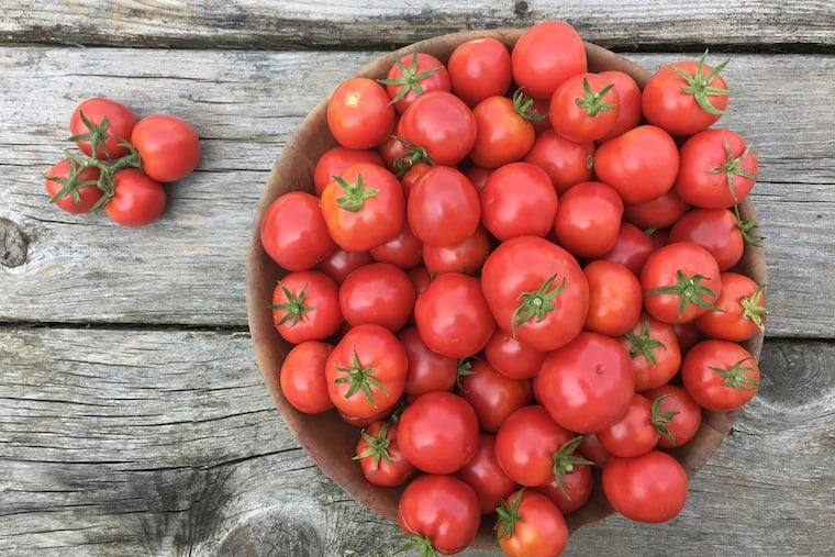 Plate de Haiti Tomato, pictured here, was brought to the area in 1793 by Creole refugees fleeing the Haitian slave uprising. Petite and productive, its seeds can be purchased through outlets like Truelove Seeds and Bartram's Garden.