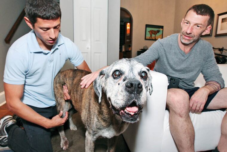 Lap of Love is a growing network of veterinarians who specialize in pet hospice. (Steven M. Falk / Staff Photographer)