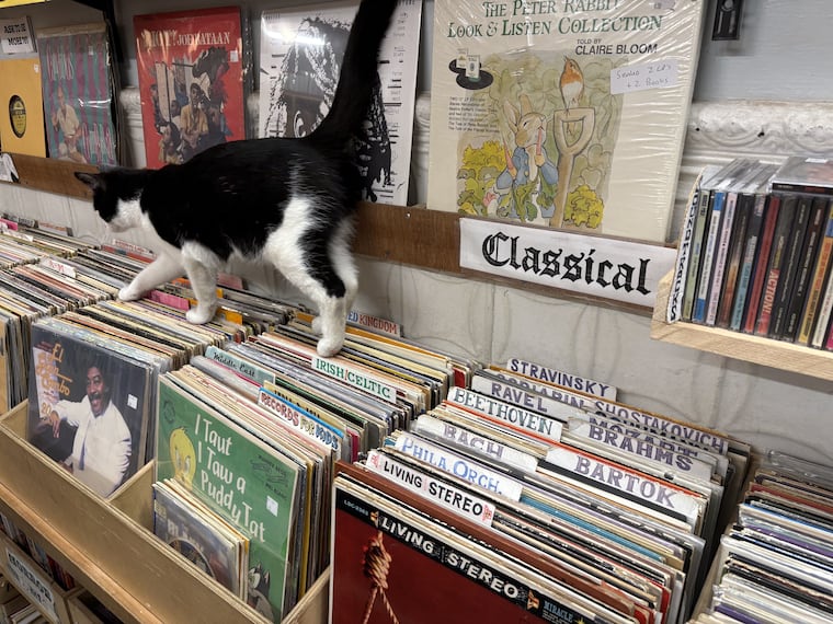 Ace, cat-in-residence at Molly's Books & Records on S. 9th Street in Philadelphia, April 29, 2026.