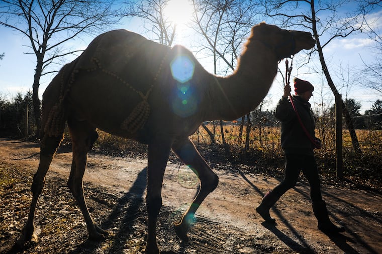 Megan Hudock walks Einstein, a dromedary camel, through the a farm in Perkasie, Bucks County.