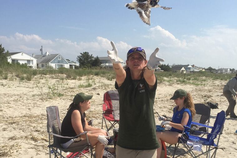 Deb Carter frees a ruddy turnstone after a blood sample and swabs were taken to see if it carried a flu virus. Nowhere do scientists find as many flu viruses as they do on Delaware Bay. (SANDY BAUERS)