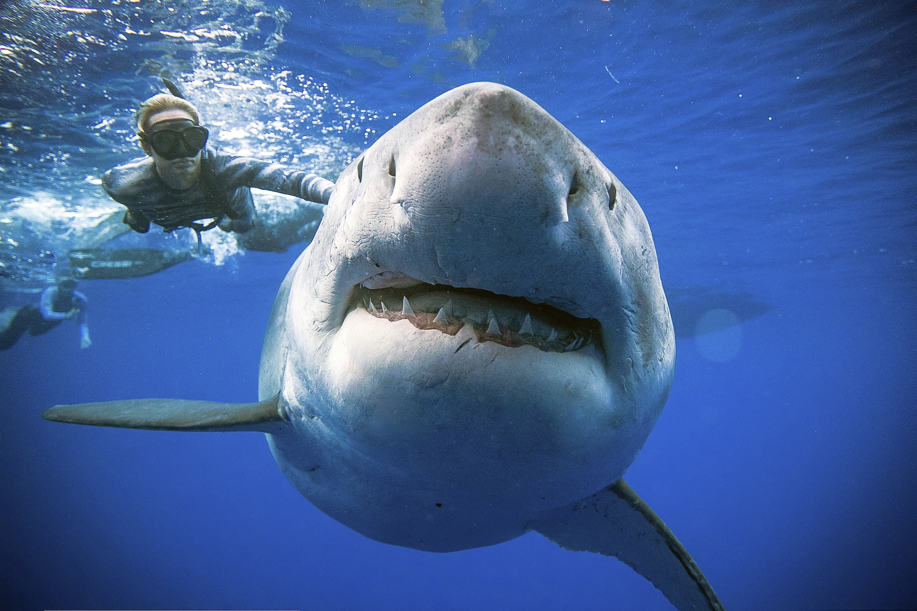 In this Jan. 15, 2019 photo provided by Juan Oliphant, Ocean Ramsey, a shark researcher and advocate, swims with a large great white shark off the shore of Oahu. Ramsey told The Associated Press on Thursday, Jan. 17 that images of her swimming next to a huge great white shark prove that these top predators should be protected, not feared. (Juan Oliphant via AP)