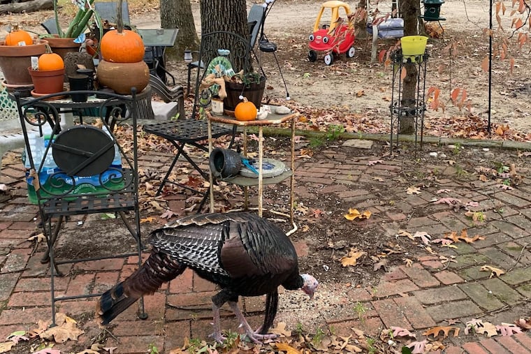 A wild turkey named Tom by neighbors in Deptford enjoys some nuts left in a yard for him.