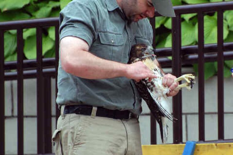 Rick Schubert holds the hawk he rescued afterit got caught between a railing and a wall near the institute. Schubert, of the SchuylkillCenter's Wildlife Rehabilitation Clinic, rushed to help without any protective gear.