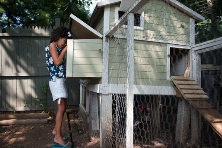 Vivia Welcome, 8, opens the henhouse in her backyard in Audubon. She has gotten comfortable with the chickens in the year that her family has kept a backyard coop. Chickens may soon be coming to Haddon Township. (TRACIE VAN AUKEN/ For The Inquirer)