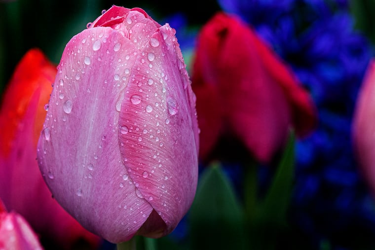 Raindrops cling to a tulip’s petal at Philadelphia City Hall Friday.