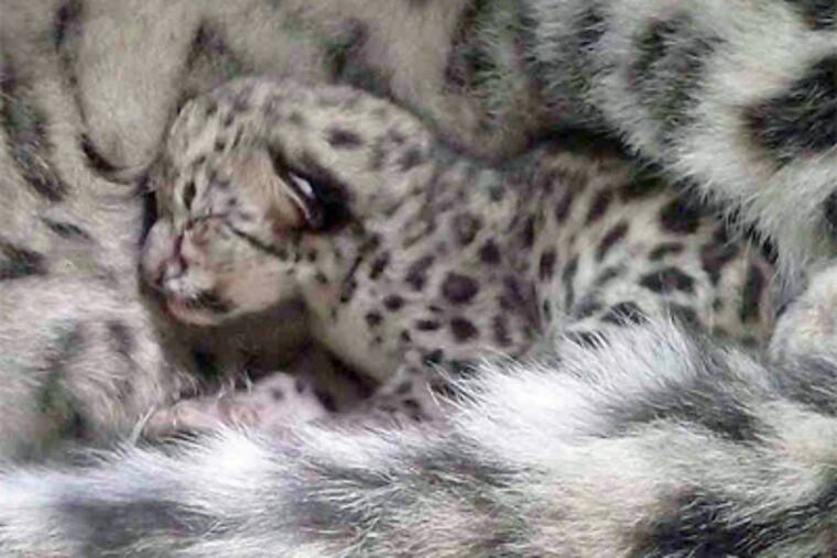 A snow leopard cub sticks close to its mother. It was one of two born this month at the zoo, weighing about a pound each. Their sex is undetermined. (Philadelphia Zoo)