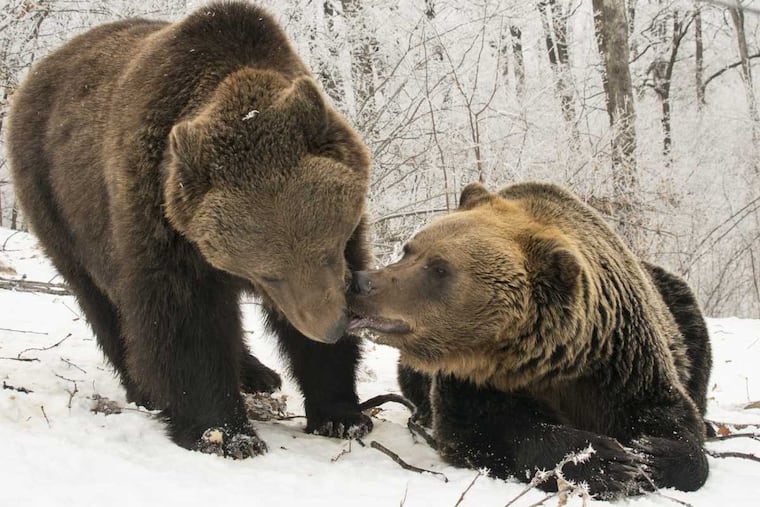 Bears in a forest in Romania.