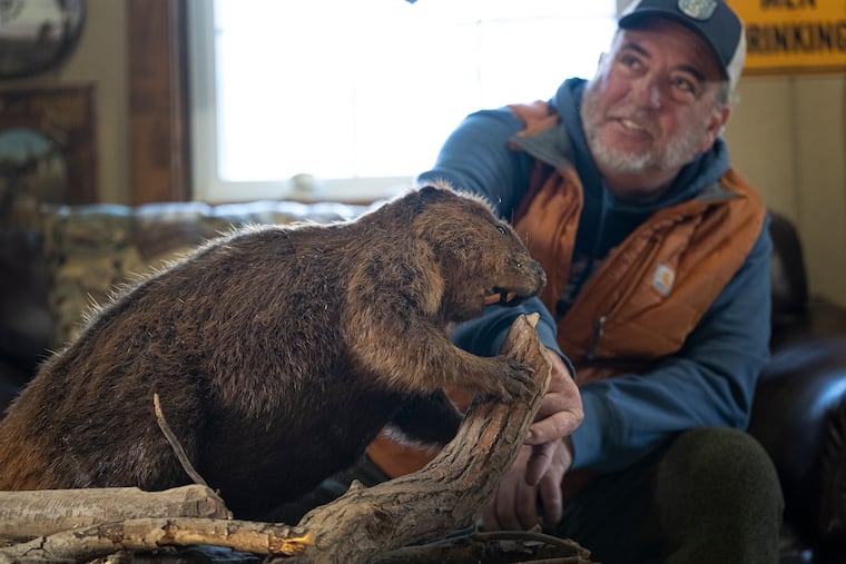 Chris Ritter next to a stuffed beaver at his home in New Egypt, N.J. Most people think beavers are world-changing animals, environment builders as important as bees and birds. Ritter thinks they're selfish.
