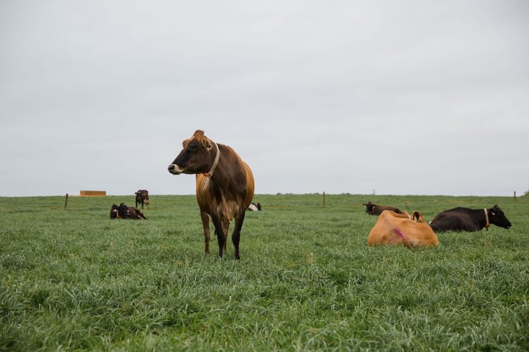 Cows with monitoring collars graze at Seven Oaks Dairy in Georgia.