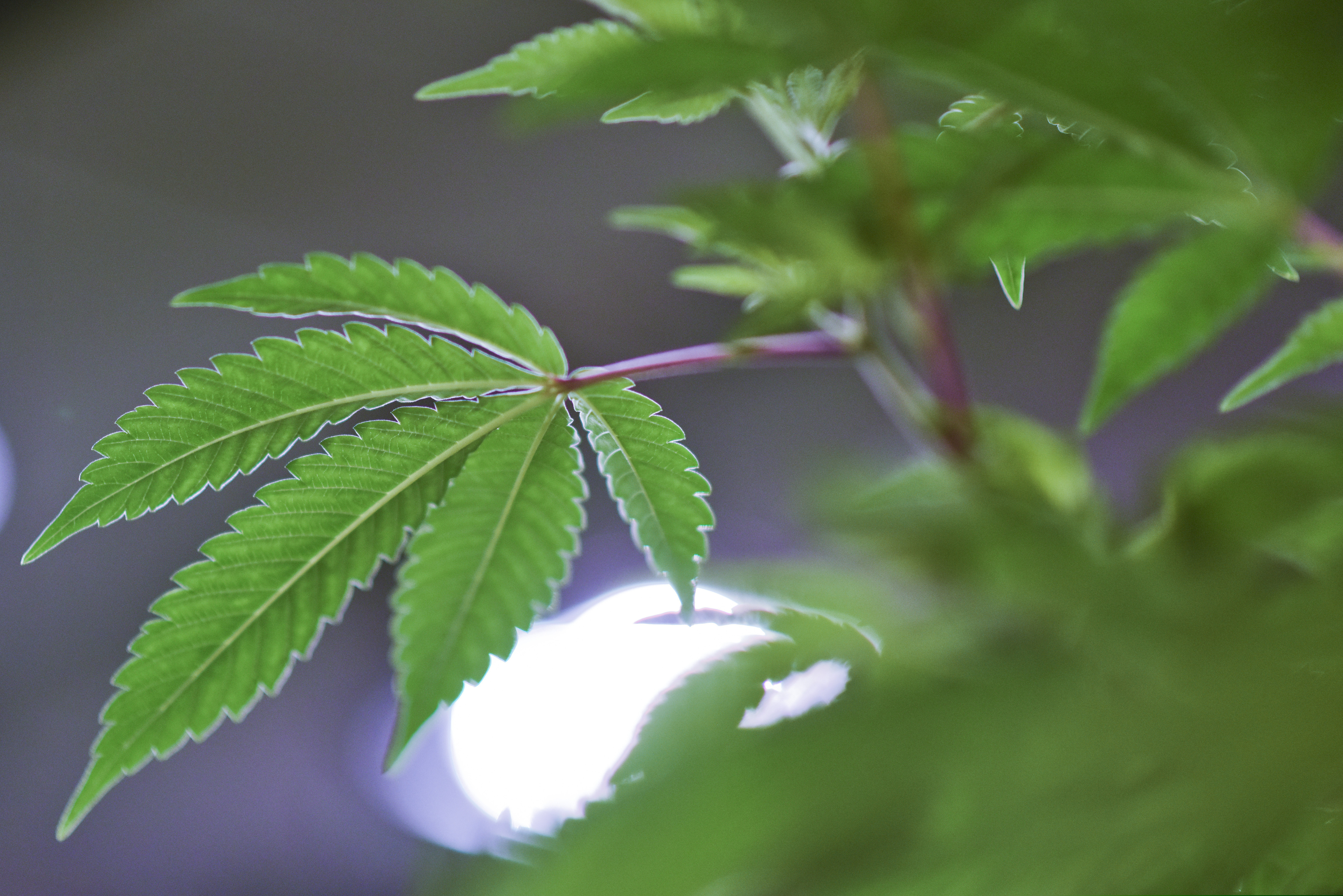 A marijuana plant. Key lawmakers in New Jersey have reached an agreement on thorny issues around tax and governance that has been a stumbling block preventing marijuana from full legalization. (AP Photo/Matilde Campodonico)