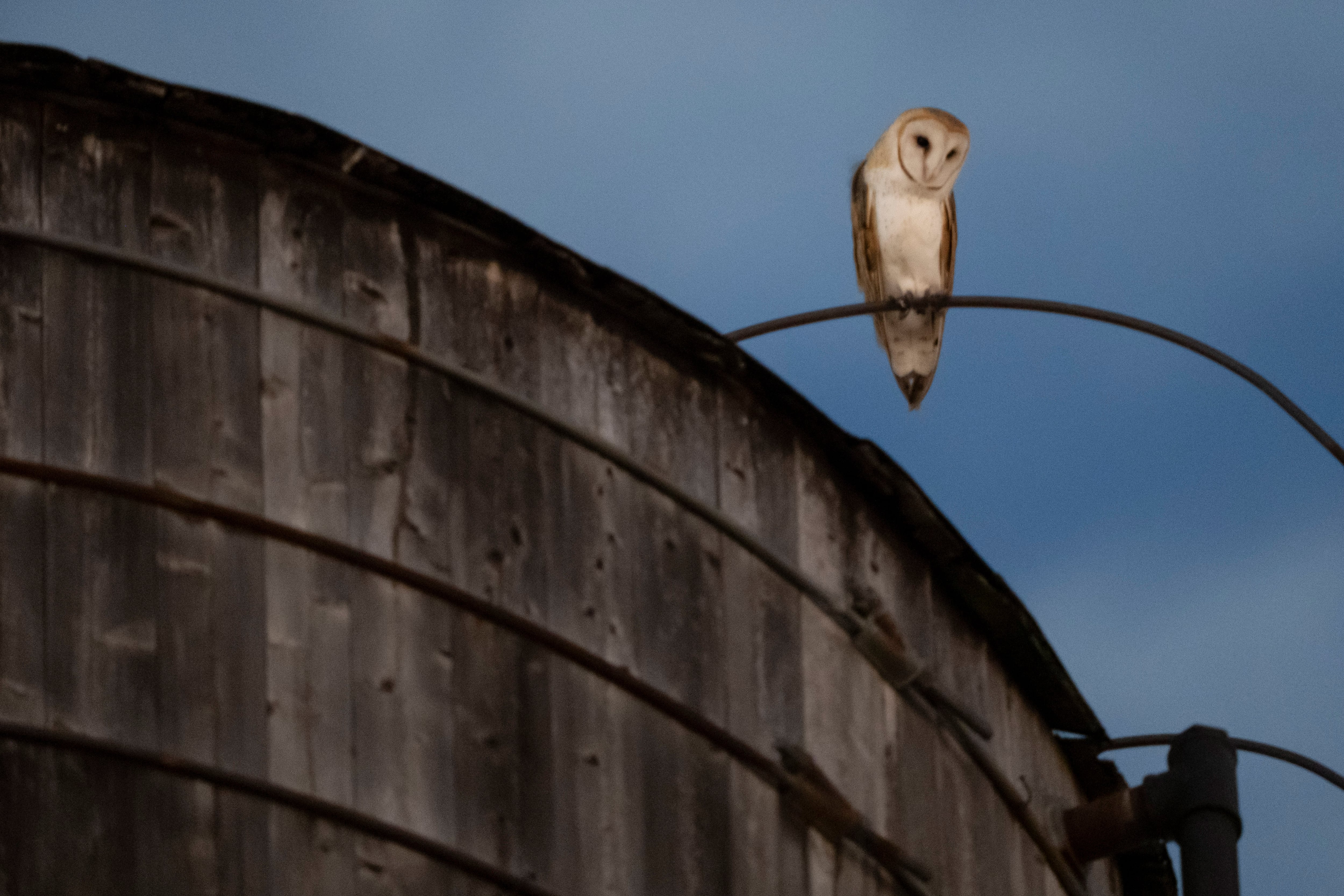 The roof of a water tower in Manhattan where a rare family of barn owls nested has been removed