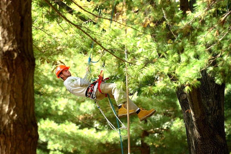 Professional advice, skill, and labor come at a price when your trees are involved. But sometimes diagnosing and treating are as difficult for trees as they can be with humans.