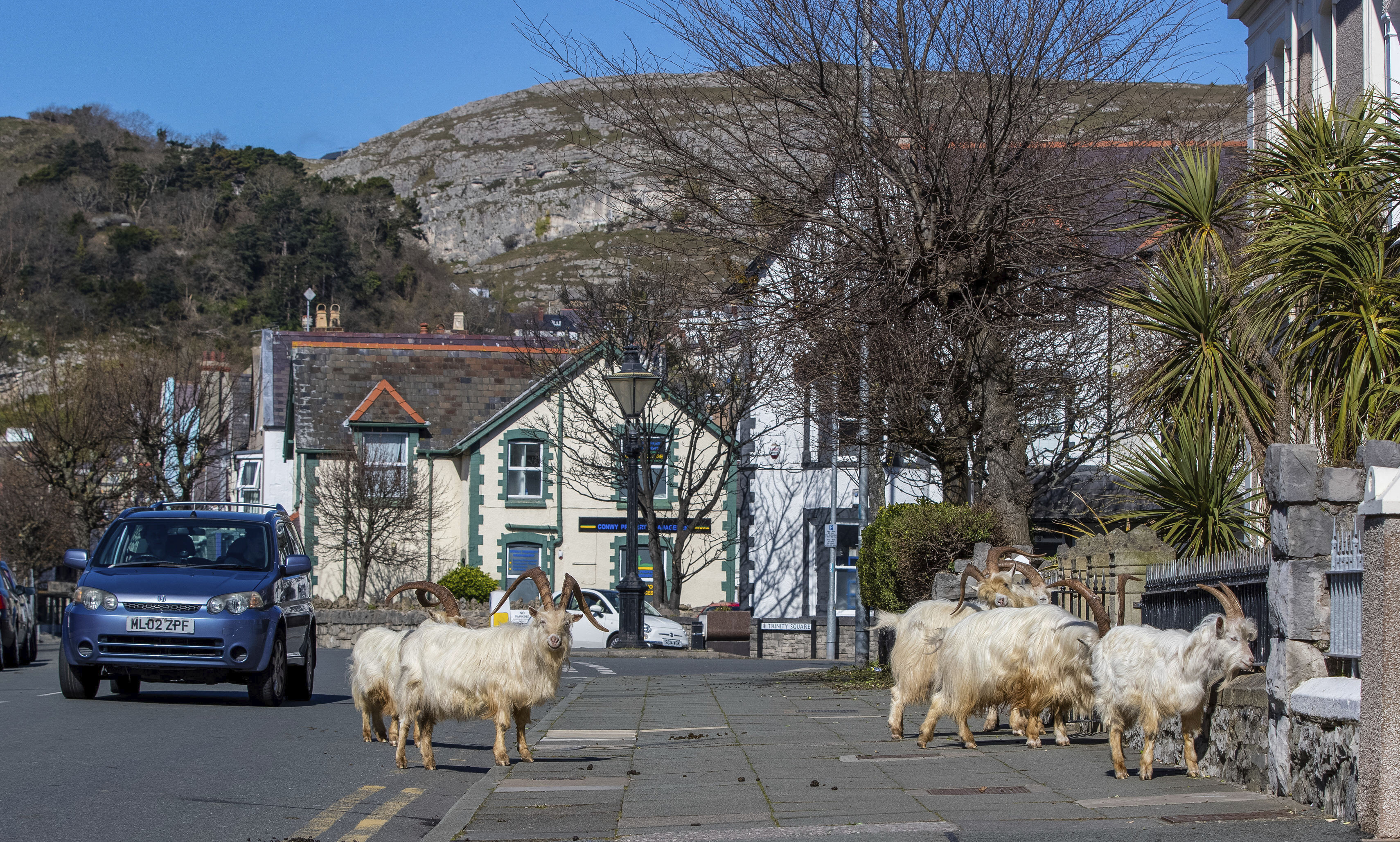 A herd of goats walks the quiet streets in Llandudno, north Wales.