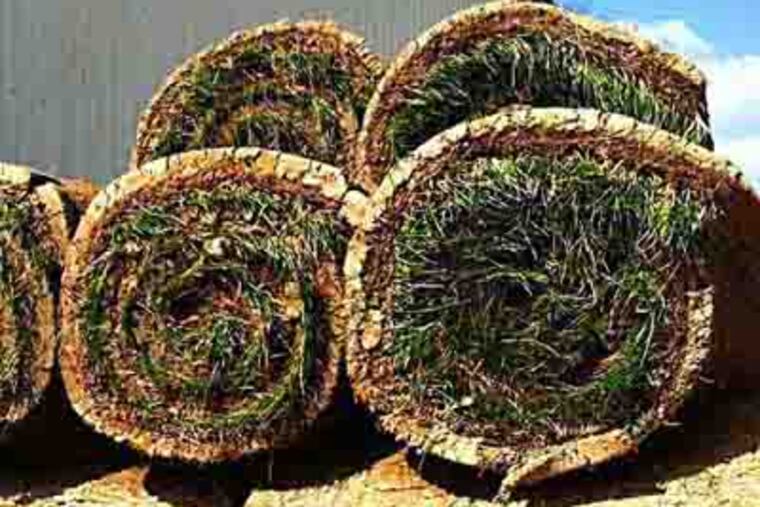 Rolls of sod used for homeowners, not major league ball clubs, sit outside the office of East Coast Sod & Seed in Pilesgrove, Salem County, awaiting delivery. Sod rolls for Yankee Stadium are much bigger: They’re 4-by-70 feet and weigh 1 ton. Photo by Al Lubrano