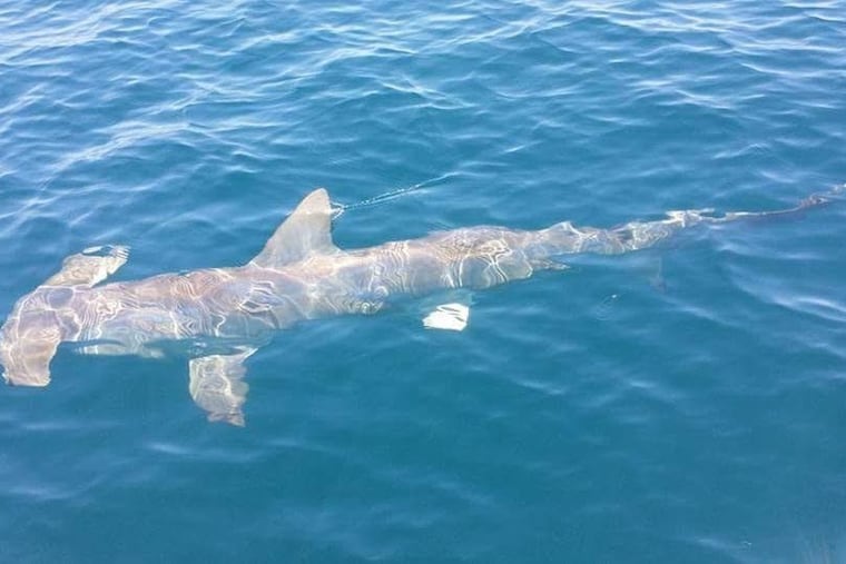 David Caruthers of Strippin Lip Fishing Charters took this photo of a hammerhead shark offshore in June.