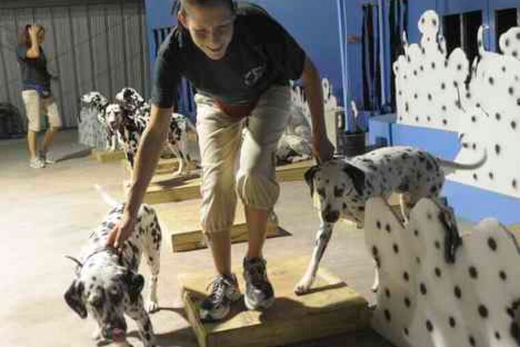 Shannon Dennison, a trainer with Joel Slaven's Professional Animals, works at left with Jada (left) and Burt on a set mockup for "The 101 Dalmatians Musical" at the facility in St. Cloud, Fla. Above, Bella waits for instructions during the rehearsal. Slaven started his canine casting in January, but encountered reluctance from shelters and rescue groups.