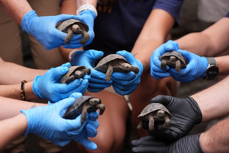 Staff members pose for photographs several of the 16 critically endangered western Santa Cruz tortoise hatchlings during their debut at the Philadelphia Zoo in Philadelphia on Wednesday.