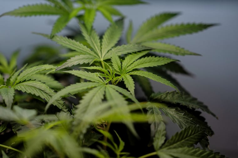 The Supreme Court struck down a federal ban on gun ownership by marijuana users.