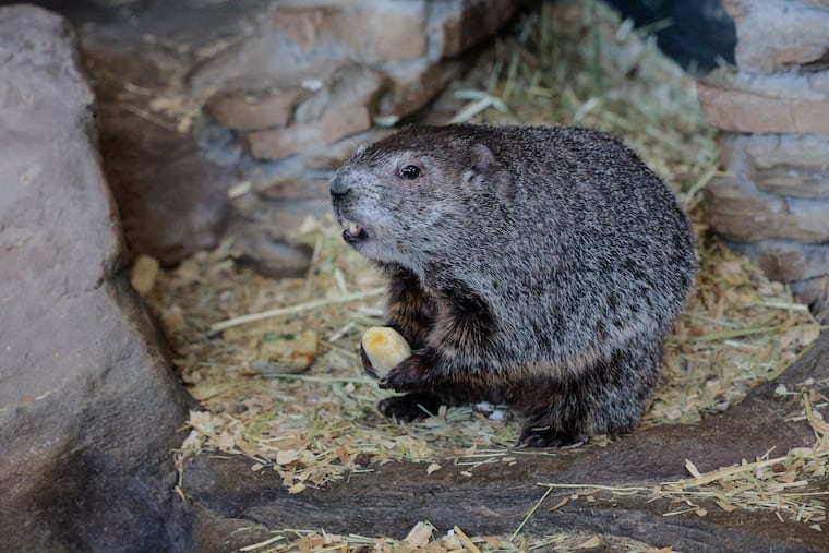 Punxsutawney Phil gets ready days before Groundhog Day, Punxsutawney's Super Bowl, on Wednesday.