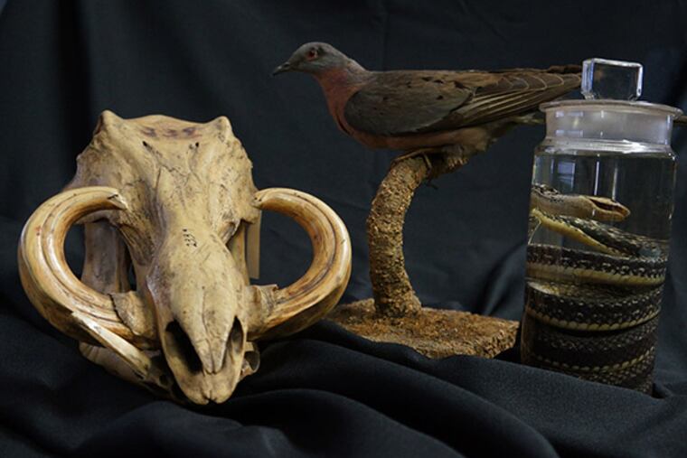 (Left to right) Skull: Cape Warthog, Phacochoerus aethiopicus aethiopicus, Last seen 1871, Stuffed bird: Passenger Pigeon, Ectopistes migratorius, Extinct September 1, 1914, Bottled speciman: St. Croix Racer, Borikenophis sanctaecrucis, Extinct 1996. (The Academy of Natural Sciences of Drexel University)