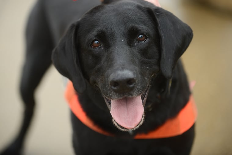 TSA explosives-detection dog Howard, seen at Reagan National Airport in 2018, has the floppy ears that the agency says it is increasingly seeking out. (Photo: Astrid Riecken / Washington Post News Service)