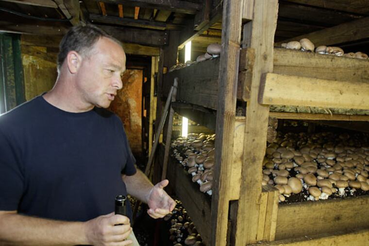 Chris Alonzo explains crimini mushrooms at Pietro Mushrooms' L plant. (Akira Sywa / Staff Photographer)