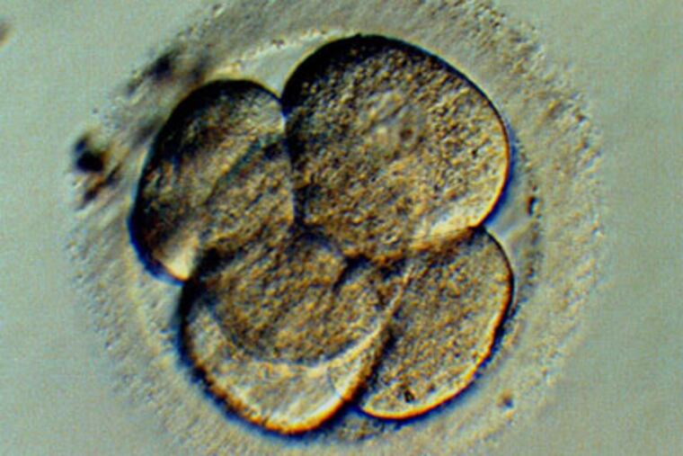 A multi-celled human embryo is seen in this picture made 2.5 days after leaving the womb, and stored cryogenically at the Bourn Hall Fertility Clinic, Cambridgeshire, England Wednesday, July 31, 1996. (AP Photo/Bourn Hall Fertility Clinic, Findlay Kember)