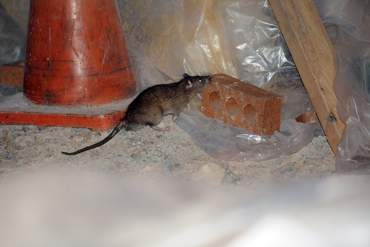 A rat at a construction site. People working around rodents should wear PPE. (Astrid Riecken/For The Washington Post)