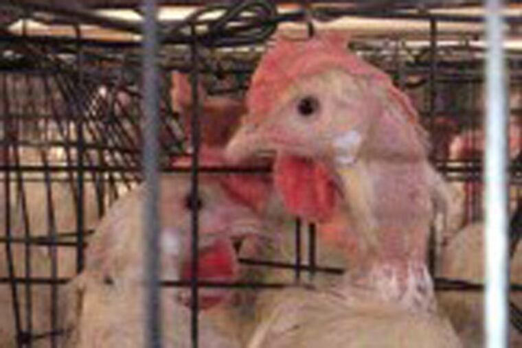 One of the chickens at a facility of alleged supplier for Eggland's Best.