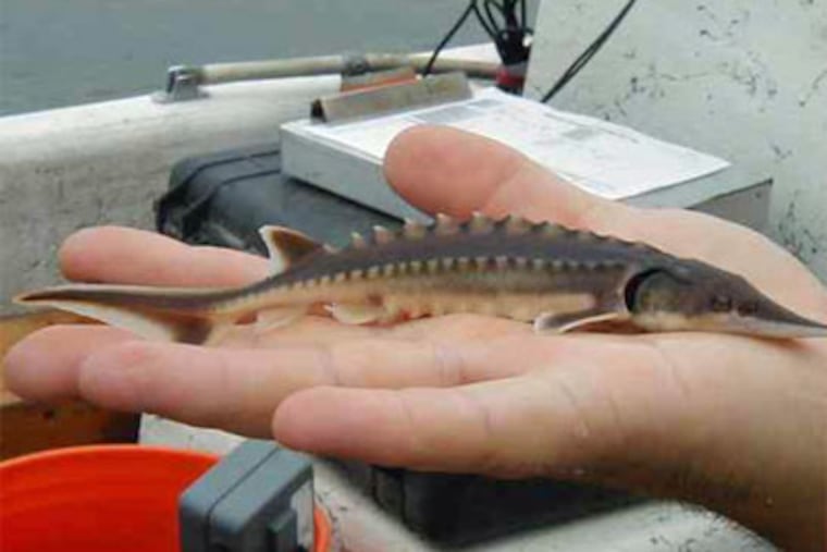 Matt Fisher holds the young Atlantic sturgeon that he found last week in the Delaware River, which has excited scientists. (Photo: Delaware Department of Natural Resources and Environmental Control)