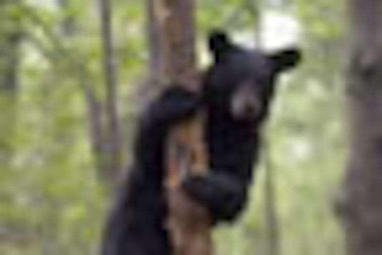 A male black bear,about 18 months old, climbs a tree in Bear Swamp Wildlife Managment Area in Newton, New Jersey. (Bonnie Weller/Inquirer) 6/22/06. (84094).jbear28-a. Black Bear Tagging with NJ State biologists at Bear Swamp Wildlife Mgt Area in Newton, Sussex County, New Jersey. (Hampton Twshp.)