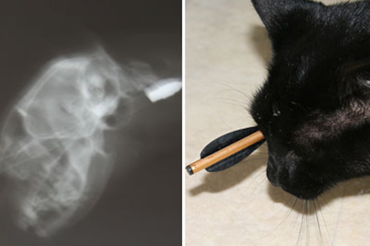 Peter, a 3-year-old cat in Atlantic County, was shot in the head with a 6 ½-inch crossbow bolt Thursday morning. Peter survived and was resting at home Thursday night. Left, a photograph of an X-ray of Peter's head. (Photos from owner Barbara Ciric)