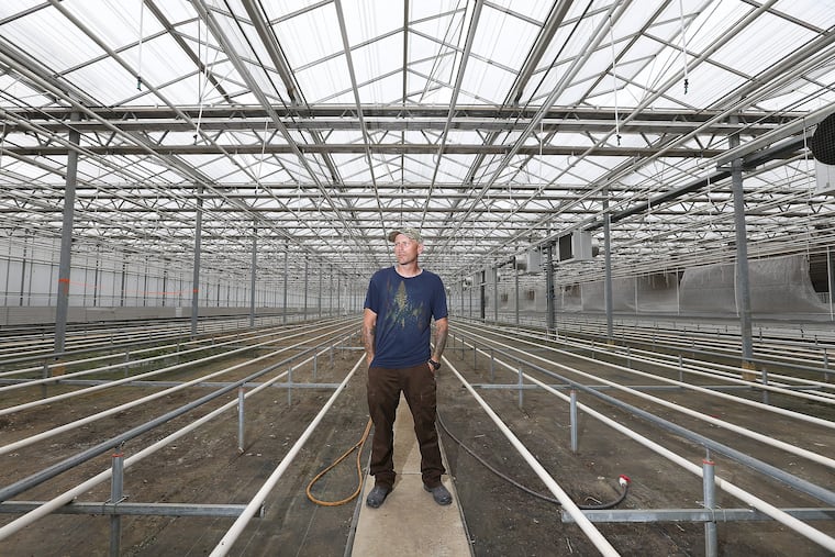 Cannabis growers prepare to open a 135,000-square-foot cultivation center inside a high-tech greenhouse that once nurtured a sea of orchids in Sewell, N.J. Phillip Hague, director of cultivation, points out the bones of an operation which could become the largest on the East Coast next year.