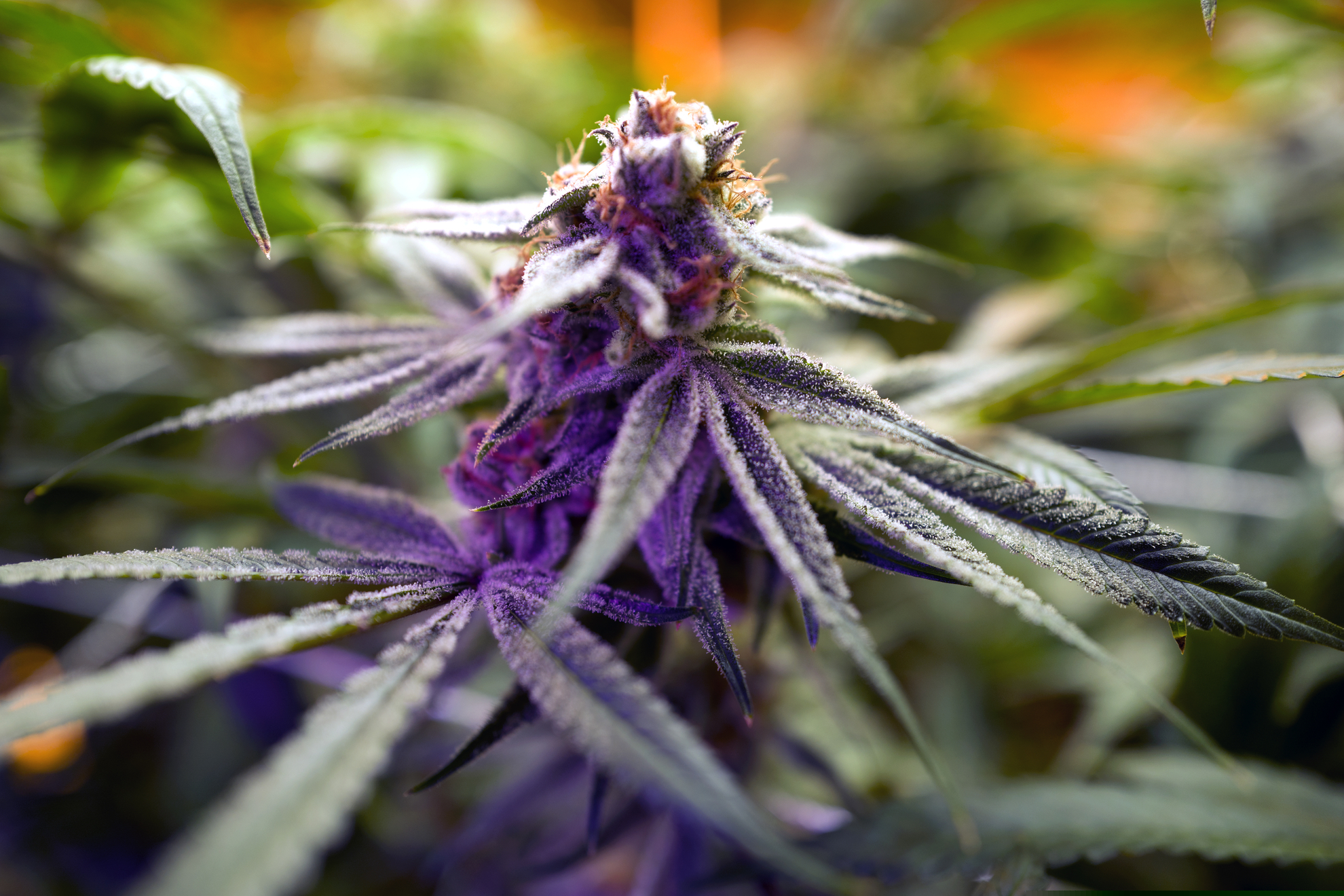 A mature marijuana plant flowering prior to harvest. New Jersey is expanding its medical marijuana program. On July 15, it began to accept applications to grow, manufacture and dispense the substance. (AP Photo/Richard Vogel, File)