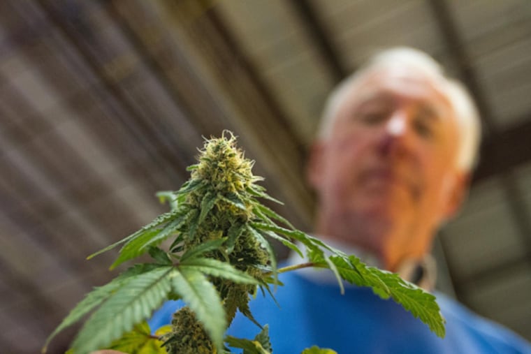 Bill Thomas, CEO of Compassionate Care Foundation, in Egg Harbor Township, N.J., holds a medical marijuana flower grown at the foundation's facility. ( DAVID M WARREN / Staff Photographer )