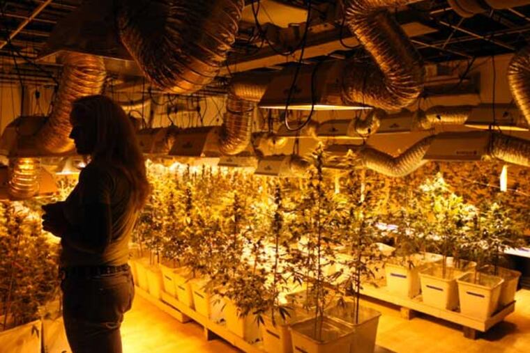 Toni Fox, owner of the 3-D Denver's Discreet Dispensary, stands in the establishment's grow room in Denver, Colorado, on December 12, 2012. Venture capitalists are trying to figure out how to capitalize on the marijuana market now that it's increasingly legalized. (Genaro Molina/Los Angeles Times/MCT)
