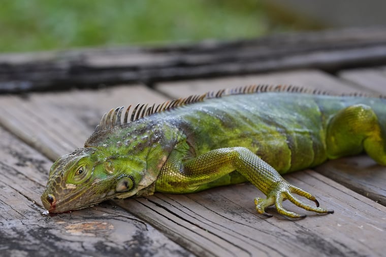 An iguana stunned by the cold lies immobile on a house deck in South Miami, Fla. The reptiles are cold-blooded and shut down when the thermometer dips into the 40s.