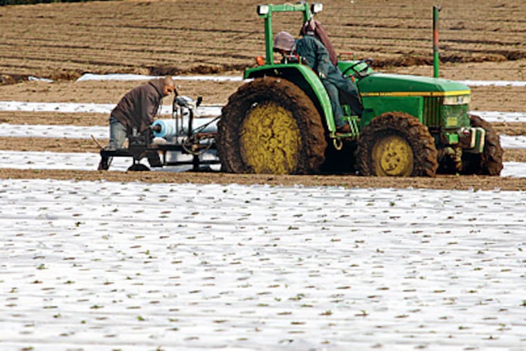 Fieldworkers roll out a continuous sheet of plastic to cover rows of strawberry beds in the Pajaro Valley in California. (Dan Coyro/Santa Cruz Sentinel/MCT)