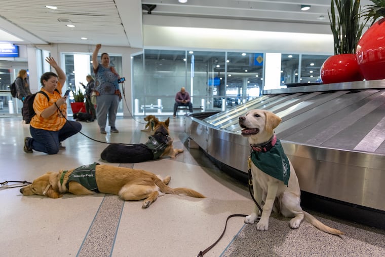 The Seeing Eye volunteers from five different clubs across Pennsylvania, New Jersey, and Delaware took 46 puppies on an exposure outing to the Philadelphia International Airport. The last stop for the puppies was the baggage claim area after successfully deplaning and walking through the terminal, where Quest (right), a 5-month-old yellow lab, stops to rest.